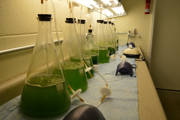 Growing Algae for Harvesting with US Filtermaxx Centrifuge