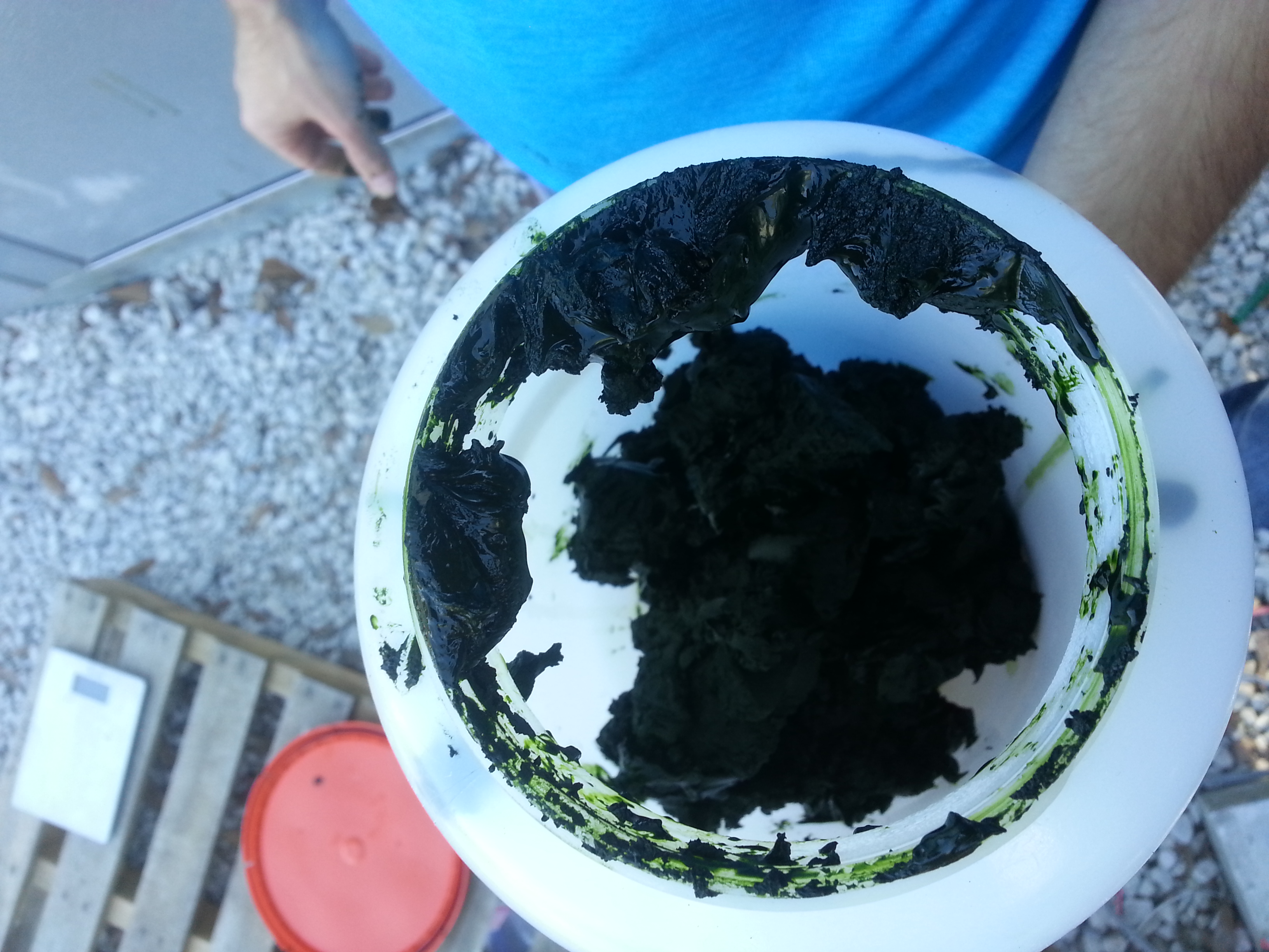 Live Algae Paste from US Filtermaxx Algae Centrifuge